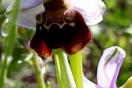 Orchidée des Monts de Gy