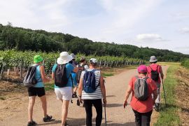 Randonnée près des vignes