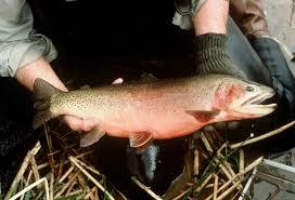 Ouverture de la pêche aux étangs de Fretigney 