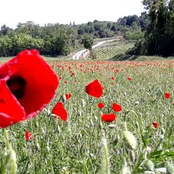 coquelicots.jpg