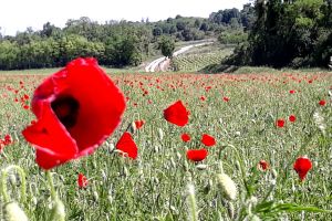 coquelicots.jpg