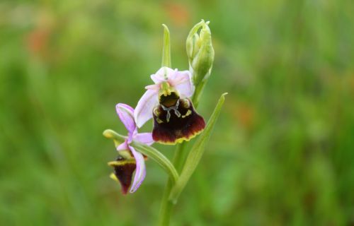 Le paradis des orchidées