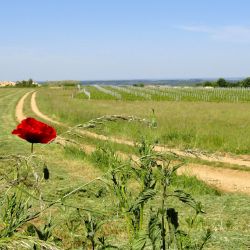 prairie et coquelicot.JPG