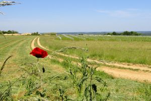 prairie et coquelicot.JPG