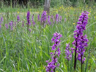 Orchidées et pelouse sèche dans les Monts de GY