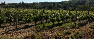 Vignes et vignobles dans les monts de Gy