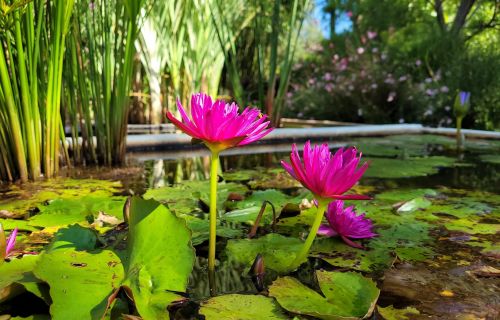 Les jardins aquatiques, Acorus