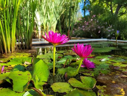 Jardin aquatique ACORUS