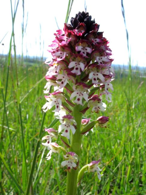 orchidee monts de gy 17.JPG