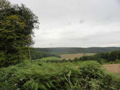 Bruyères des Monts de Gy