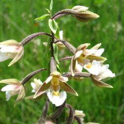 orchidee monts de gy 12.JPG