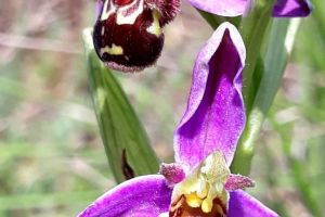 orchidee monts de gy 9.jpg