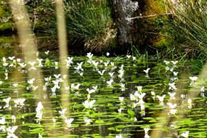 fleurs d'eau.JPG