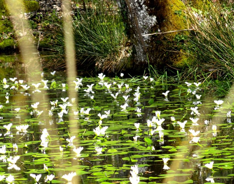 fleurs d'eau.JPG